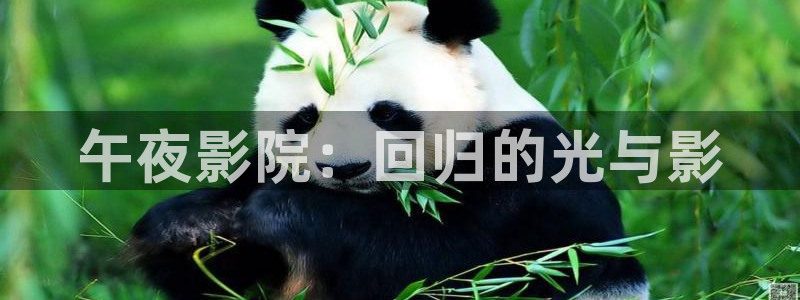 久久中文在线观看：午夜影院：回归的光与影